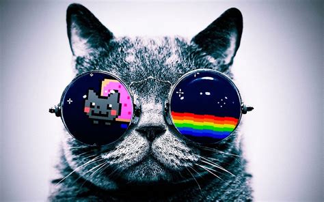 Cat With Glasses Wallpaper 4k - PetsWall