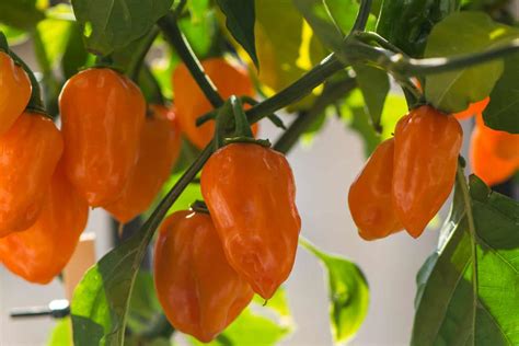 Habanero Orange: Everything You Need To Know