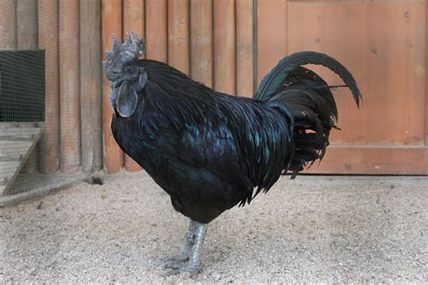 Ayam Cemani rooster - ZooChat