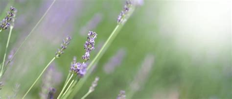 Premium Photo | Lavender fields bloom in hokkaido japan for relaxing in ...