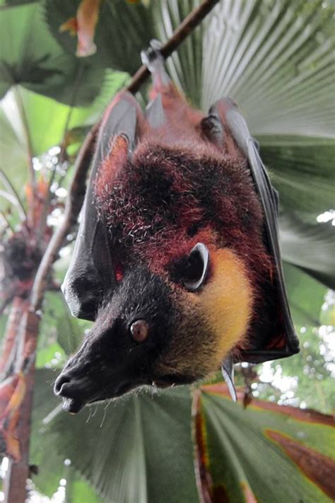 Golden-capped Fruit Bat, Golden-crowned Flying Fox.. Endangered of extinction. * The largest ...