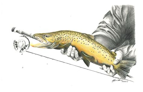 Brown Trout Drawing by Benjamin Meier - Fine Art America