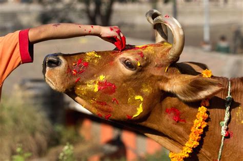 Cow: National Animal of Nepal | Cow Becomes National Animal Of Nepal