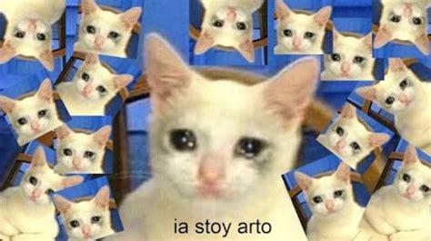 El meme del gatito que 'ia sta arto' captura muy bien nuestras emociones - Gluc.mx