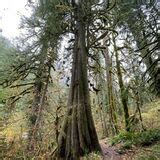 Old Salmon River Trail - Oregon | AllTrails