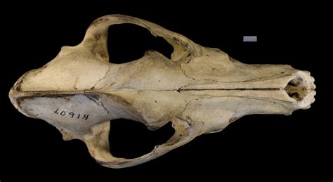 ADW: Canis lupus: SPECIMENS