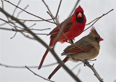 A male and female Cardinal sitting together during a snow storm. They rarely stay this close ...
