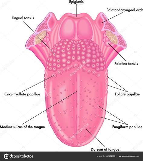 Filiform Papillae White