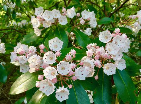 Propagating Mountain Laurel Shrubs – Learn How To Propagate A Mountain ...