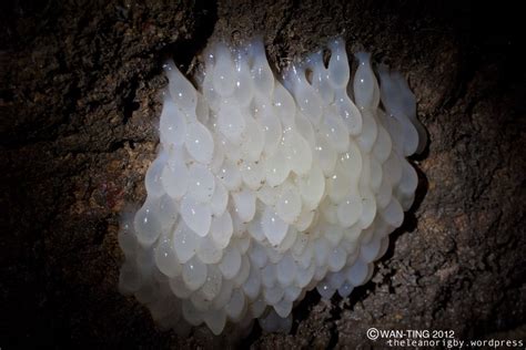 cluster of octopus eggs | Octopus, Cluster, Earth hour