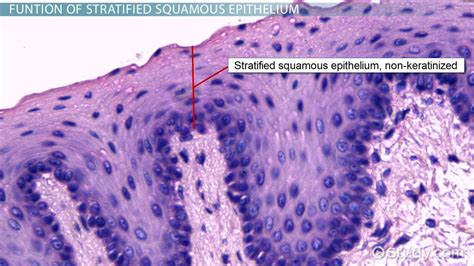 What is Stratified Squamous Epithelium? - Video & Lesson Transcript | Study.com