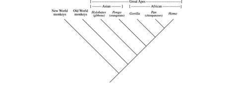 Phylogenetic tree for the Great Apes (Hominidae) and their relatives.... | Download Scientific ...