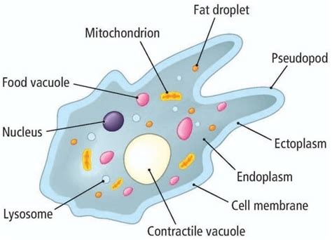 EXCRETION AND HOMEOSTASIS - Form 2 Biology Notes - EasyElimu: Learning Simplified