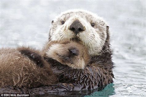 Pin on For the Love of Animals | Baby sea otters, Sea otter, Baby animals