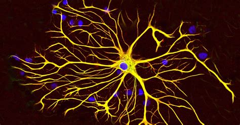 Células gliales: mucho más que el pegamento de las neuronas