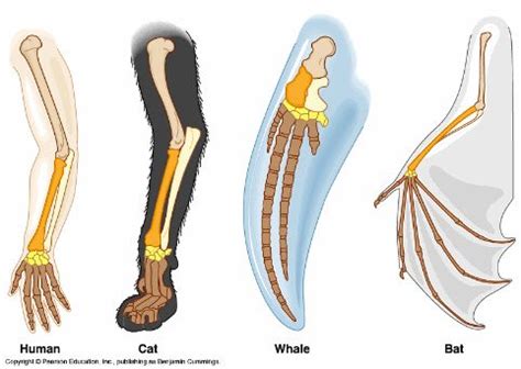 Examples of Homologous Organs | Evolution, Life science, Science biology