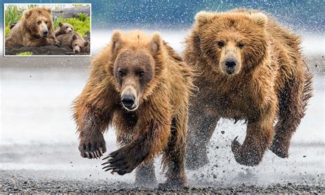 Alaskan brown bear leaps into action to protect her cubs Amphibians ...