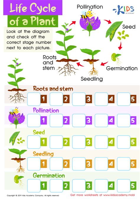 22+ Plant Life Cycle Preschool - TalaalSabiha