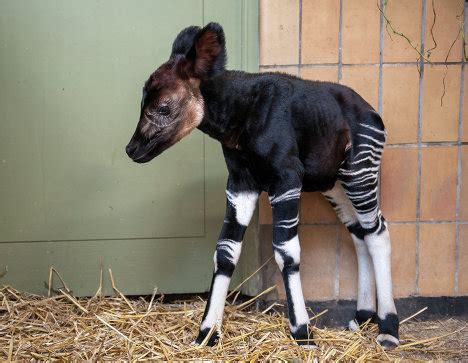 Okapi Facts, Habitat, Diet, Predators, Adaptations, Pictures