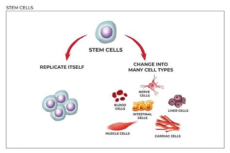 Stem Cell Types and Stem Cell Therapy | VBB Gentek