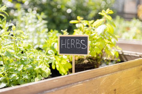 Top 7 Growing Herbs From Seed: Your Guide to Herb Gardening