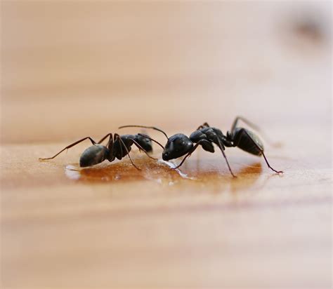 Spring Cleaning Tips to Keep Pests Out of Your Home