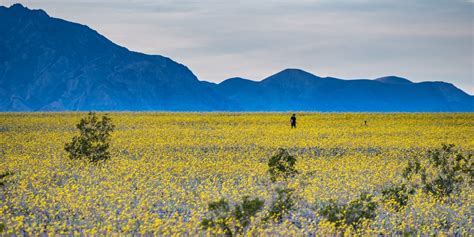 Where to See Spring Wildflowers in the West