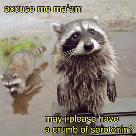 Raccoon Meme Excellent