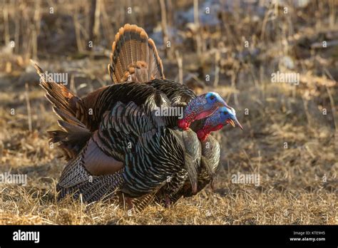 Eastern wild turkeys gobbling Stock Photo - Alamy