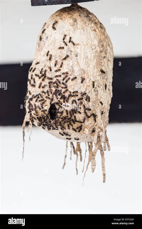 Flying ants nest hi-res stock photography and images - Alamy