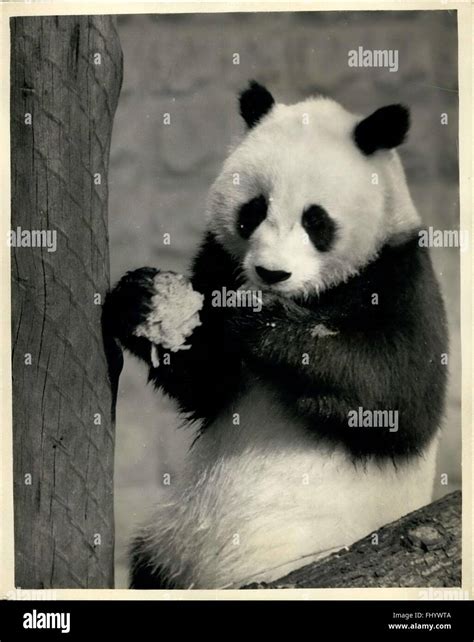 1971 - Giant Pandas on show at the London zoo. Chi-Chi- the giant Panda ...