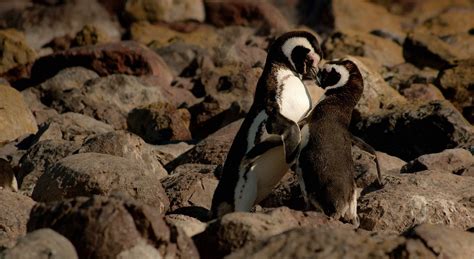 two penguins kissing at daytime Image - Free Stock Photo