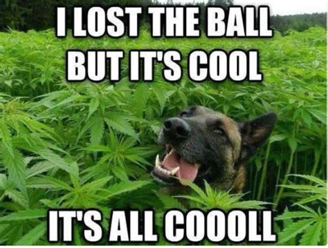 Funny Weed Memes