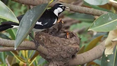 Magpie Lark aka Pee Wee chicks being fed - YouTube in 2020 | Baby bird ...