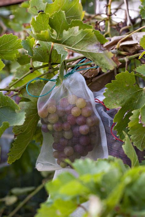 15+ Growing Grapes in Containers You Can Try at Home - Dlingoo | Grape ...