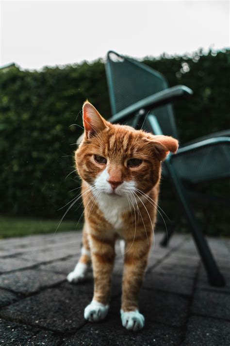 999+ Yellow Cat Pictures | Download Free Images on Unsplash