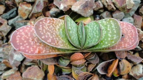 Gasteria Plant Care - Learn How To Care For Gasteria Succulent Plants