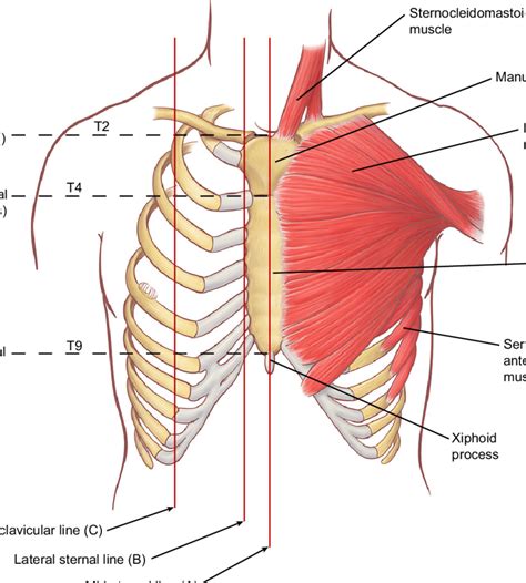 Bony surface landmarks on the anterior chest. Note the commonly used ...