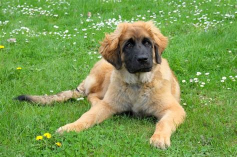 Detailed Leonberger Growth Chart For All Dog Lovers