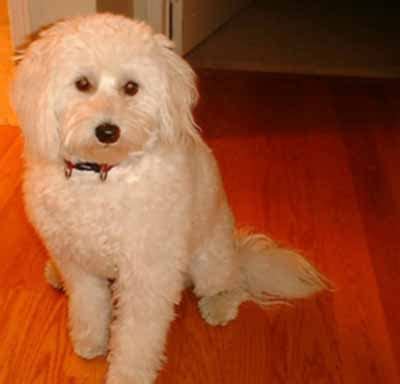 Eskimo Spitz Poodle Mix - Goldenacresdogs.com