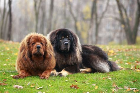 13 Best Tibetan Mastiff Breeders In The U.S.