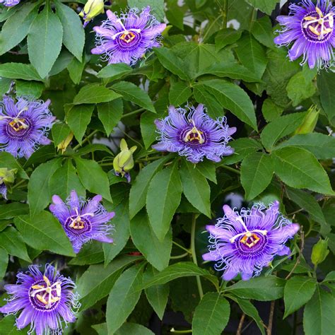 Passion Flower Maypop – Easy To Grow Bulbs