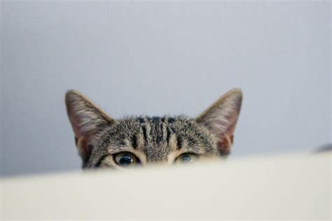 Dirty Cat Ears or Ear Mites? How to Spot and Care Tips - PetHelpful