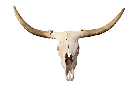 ᐈ Longhorn skull art stock drawings, Royalty Free longhorn skull ...