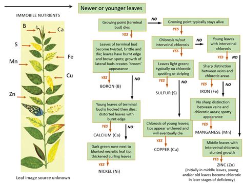 Nutrient Deficiencies - MSU Extension Soil Fertility | Montana State University