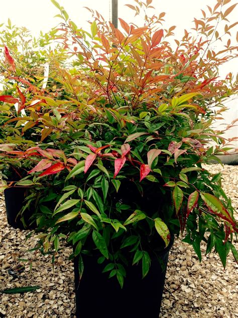 Nandina domestica | Garden shrubs, Plants, Shrubs