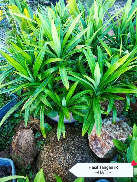 Tip Tanam Pokok Pandan Dalam Pasu Supaya Merimbun Dan Segar - Vanilla Kismis