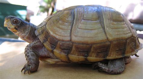 Three Toed Box Turtle – Terrapene carolina triunguis