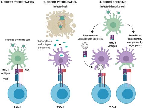 | Pathways for antigen presentation. (1) Direct-presentation: Antigen ...