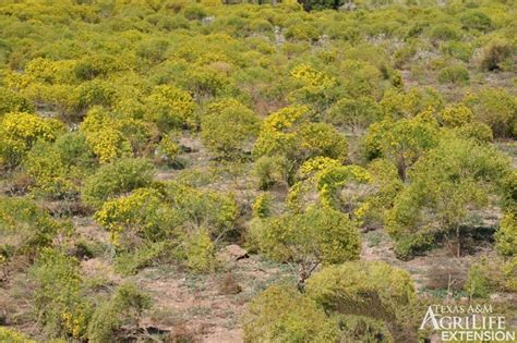 Plants of Texas Rangelands » Annual broomweed, Common broomweed